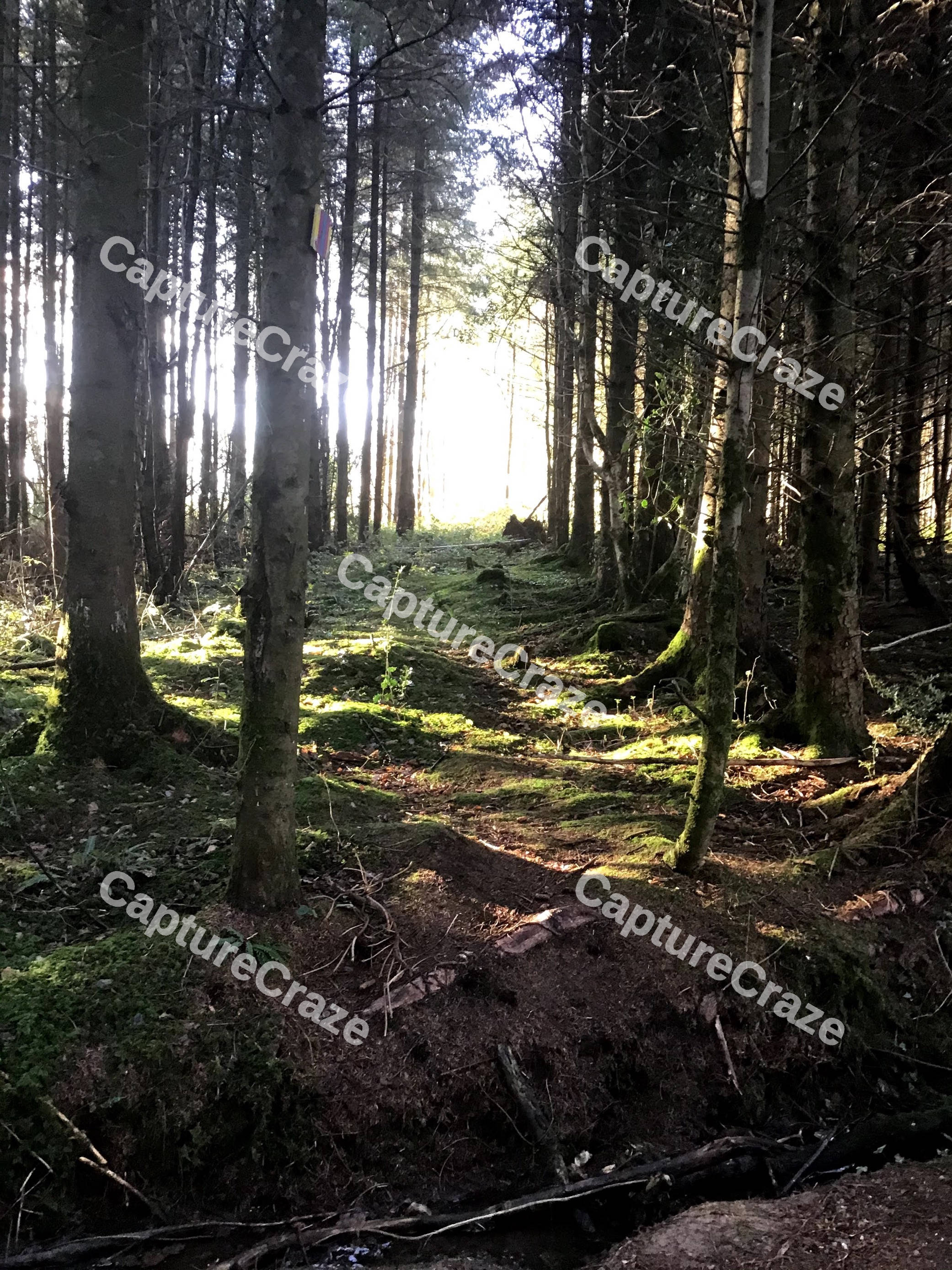 Woods